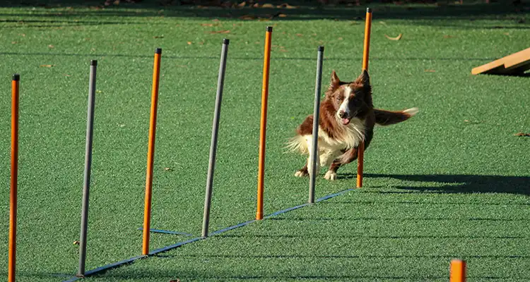 best dog training books
